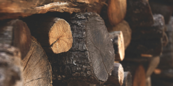 La familia olfativa amaderada: el aroma perfecto para el invierno